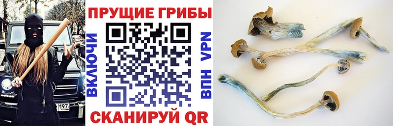 Псилоцибиновые грибы мицелий  магазин    сайты даркнета как зайти  Берёзовский 